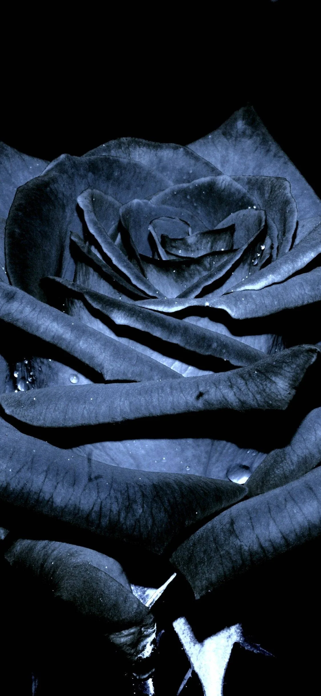Flower Iphone Wallpapers