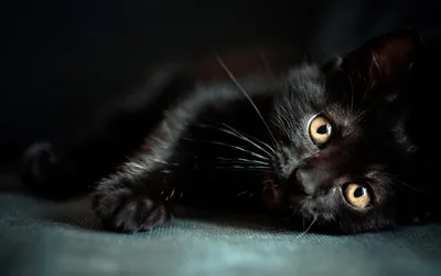 Black Cute Wallpaper Laptop Wallpaper