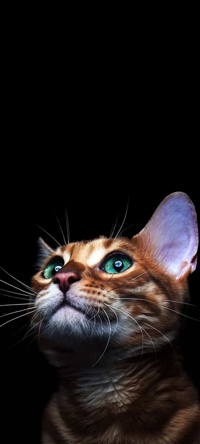 Brown Tabby Kitten Looking Up HD Phone Wallpaper