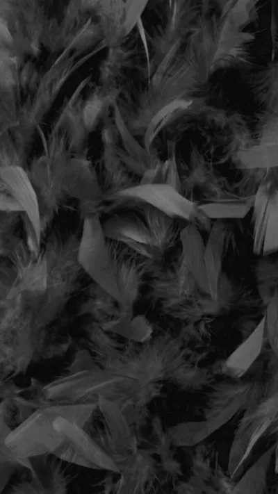 Dark Grey Feathers Wallpaper Background