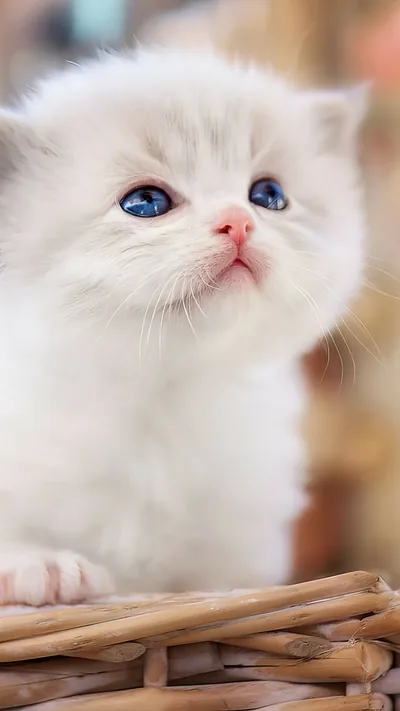 Cute iPhone Wallpapers