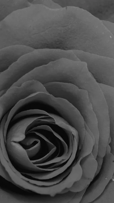 Rose Bw Dark Flower Nature Love iPhone Wallpaper