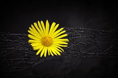 Yellow Daisy Behind Barbed Wire HD Wallpaper