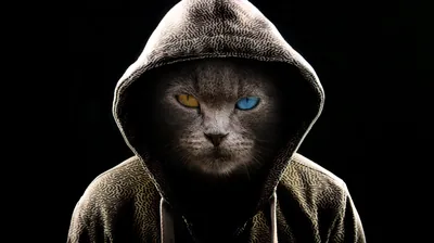 Grey Cat Wearing a Hoodie HD Wallpaper