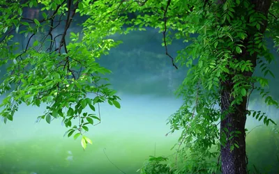 Desktop Wallpaper 4k Green 4k Green Wallpapers High Quality Wallpaper 4K
