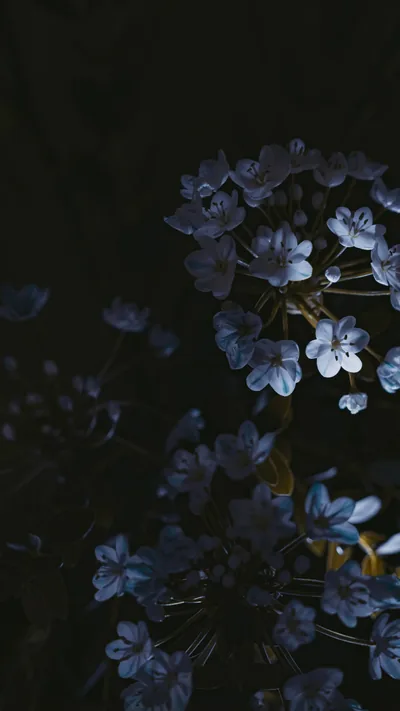 Dark Blue Aesthetic Wallpaper for Nourish Your Glow
