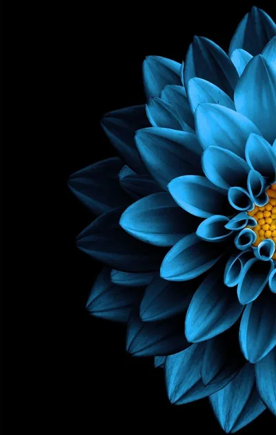 Half Dahlia with Tubular Petals HD Phone Wallpaper