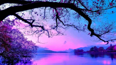 4K Purple Tree Wallpapers 4K Purple Tree Backgrounds