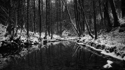 Black and White Nature Wallpaper images