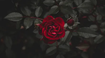 Black Rose Aesthetic Wallpapers