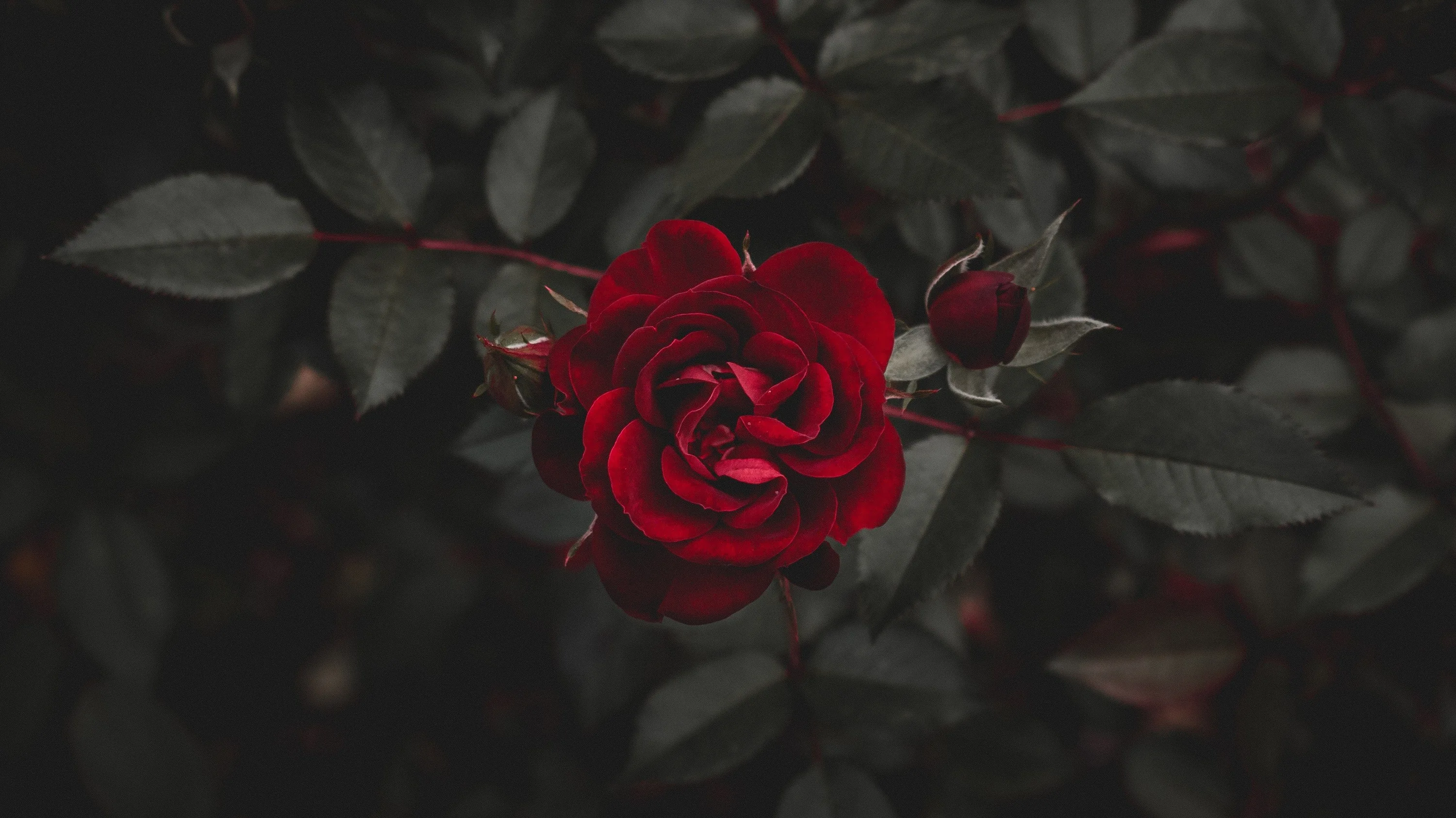 Black Rose Aesthetic Wallpapers