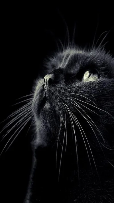 Cat Looking Up in Low Light HD Phone Wallpaper