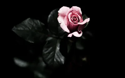 Pink Rose Among Dark Leaves HD Wallpaper