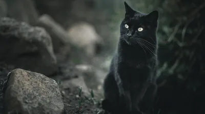 Black Cat Sitting Among Rocks HD Wallpaper