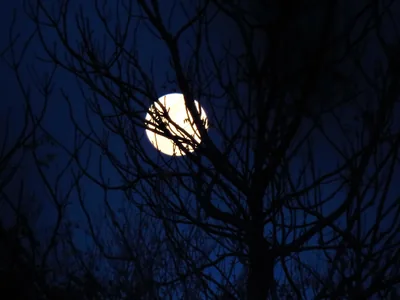 Blue Night Silhouette Tree Nature Moon 4k Ultra HD Wallpaper