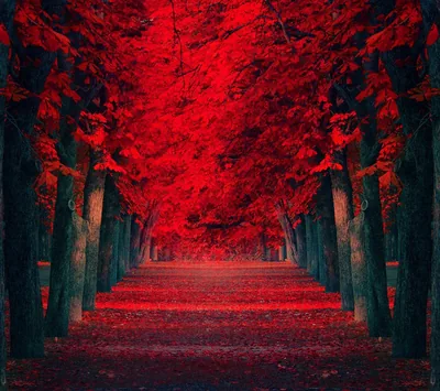 Red Nature Wallpapers