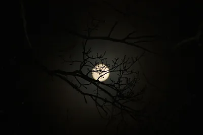 Glowing Moon Behind Tangled Branches HD Wallpaper