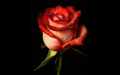 Black Roses Wallpaper Rose