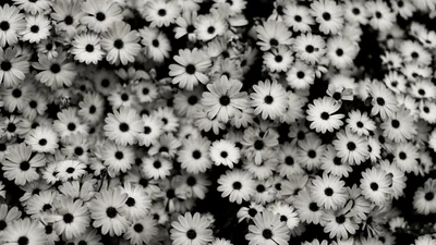 Field of Daisies in Black and White HD Wallpaper