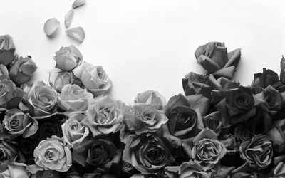 Tumblr Desktop Black And White Rose Wallpapers