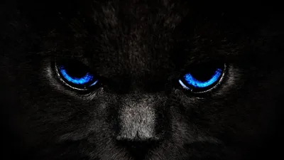 Black Cat with Blue Eyes HD Wallpaper