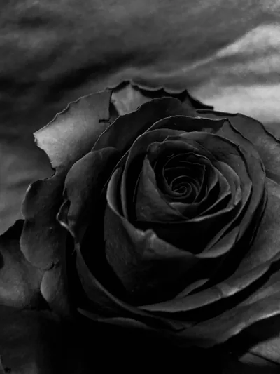 Mysterious Black Rose The Ultimate Elegance for Your iPhone