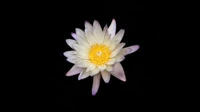 White Water Lily with Yellow Centre HD Wallpaper