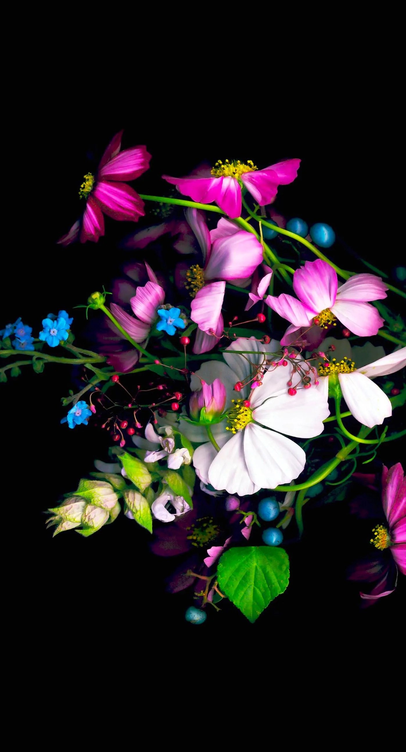 Colorful flower black wallpaper sc iPhone6sPlus