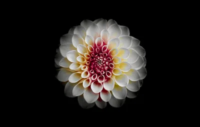 White Dahlia with a Red Heart HD Wallpaper