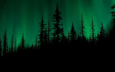 Night Green Forest Wallpapers