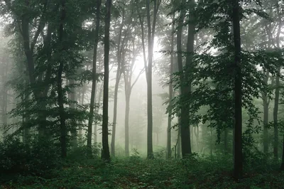 Beech Forest in Morning Fog HD Wallpaper