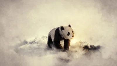 black, And, White, Winter, Snow, Animals, Cold, Panda, Bears, Widescreen Wallpapers HD