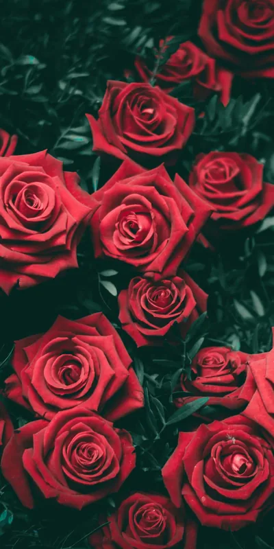 Black Rose Aesthetic Background