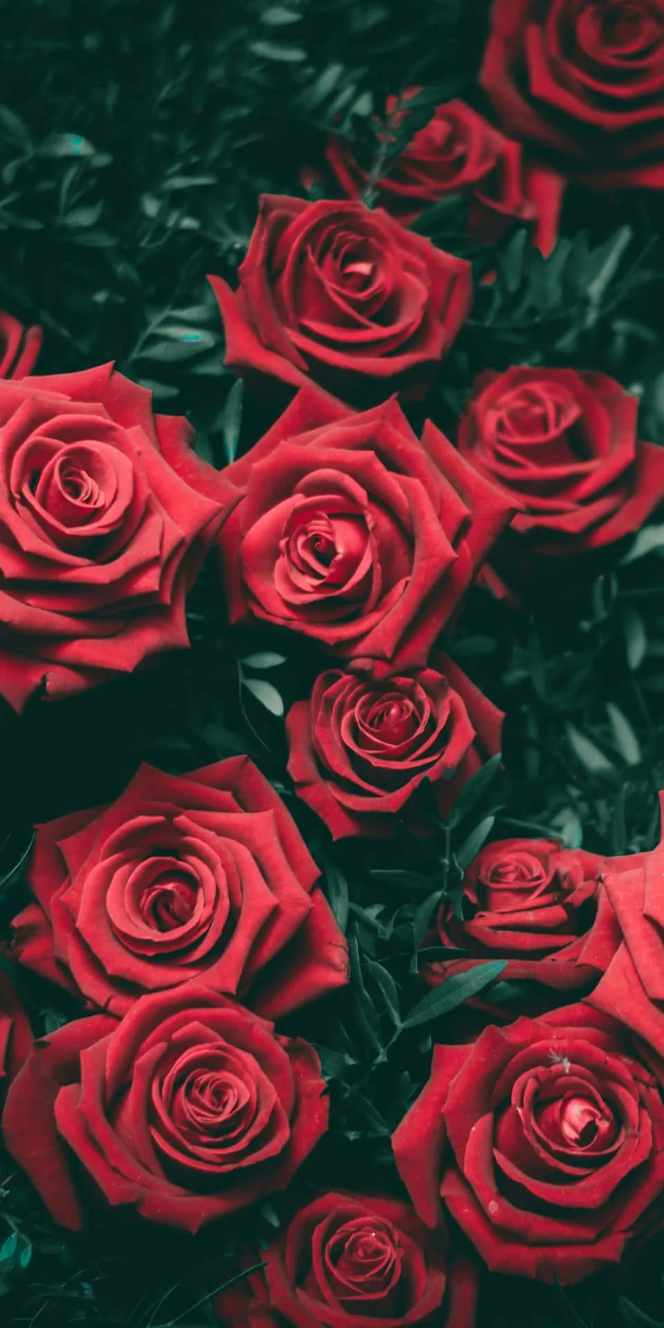 Black Rose Aesthetic Background