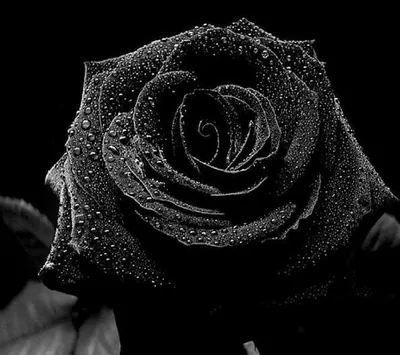 Rose with Water Drops in Monochrome HD Wallpaper