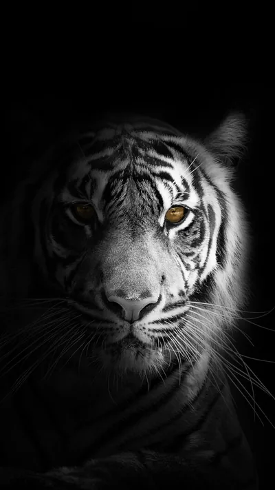Tiger Face in the Shadows HD Phone Wallpaper