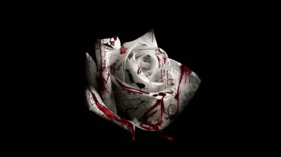 White Rose Streaked with Red HD Wallpaper
