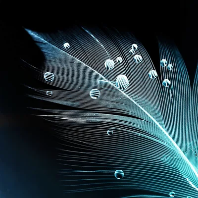 Black Feather Wallpaper
