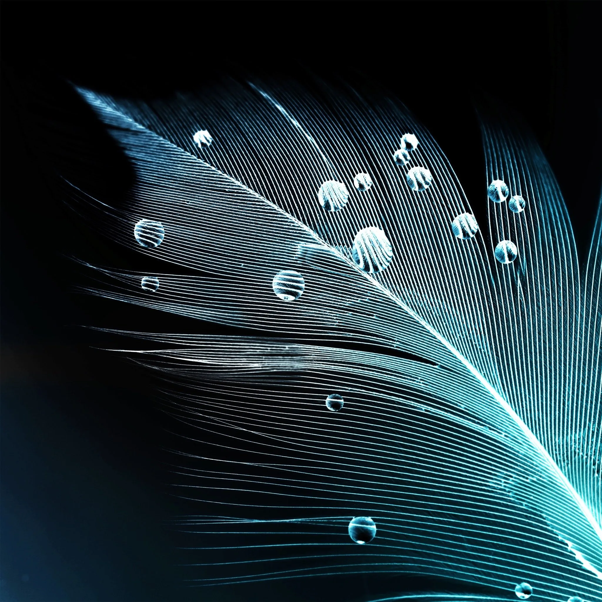 Black Feather Wallpaper