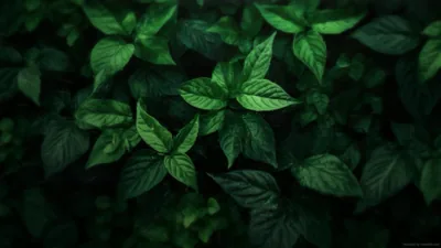 Forest Green Wallpapers 4k, HD Backgrounds