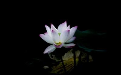 White Lotus Above Dark Water HD Wallpaper