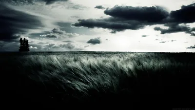 Wheat Field Under a Dark Sky HD Wallpaper