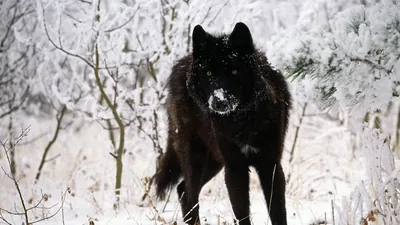 Black Cool Wolf Wallpaper HD