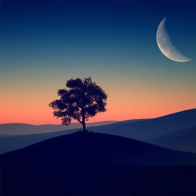 Crescent Moon Over a Lone Tree HD Wallpaper