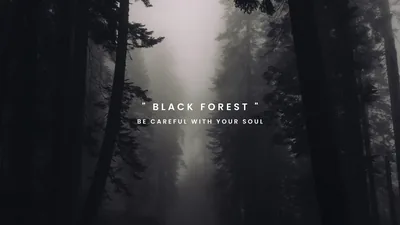 Black Forest Path in Heavy Fog HD Wallpaper