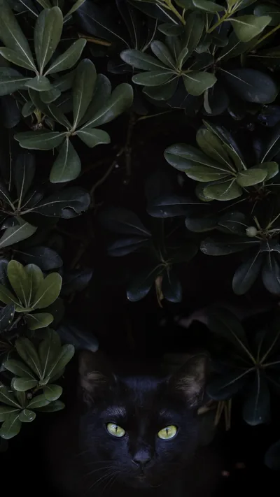 Black in the Bushes