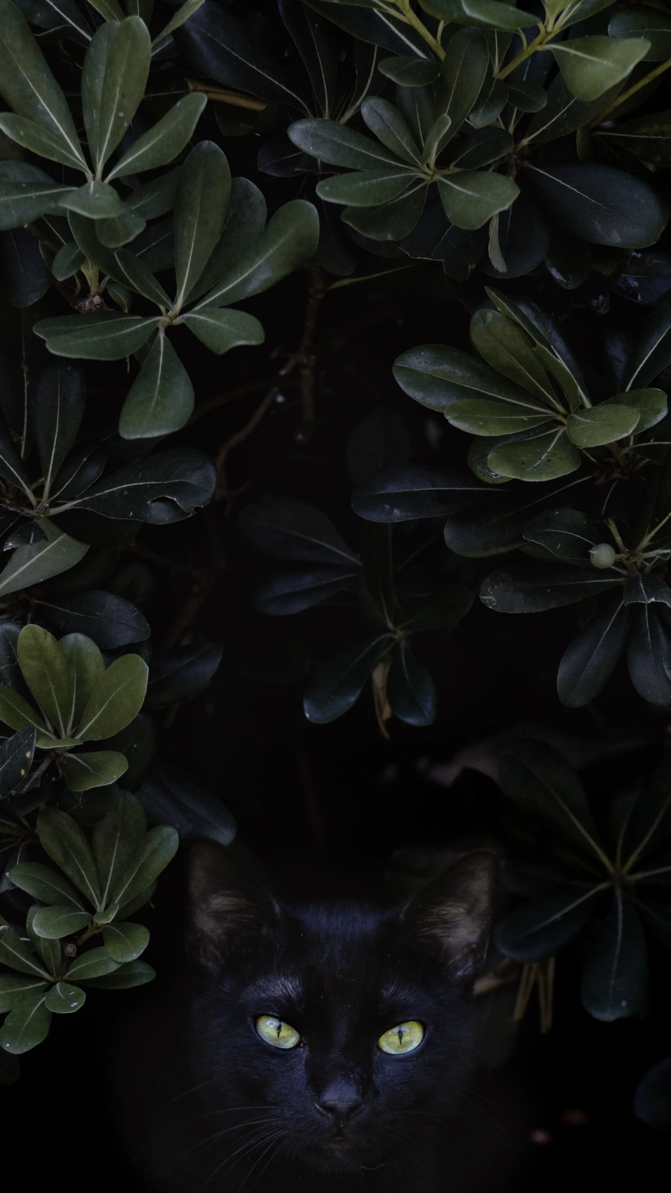 Black in the Bushes