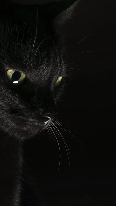 Black Cats and Kittens Wallpapers 4k, HD Backgrounds