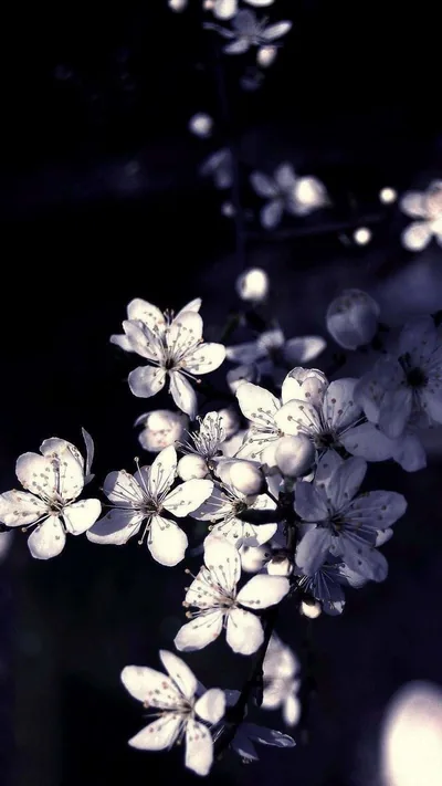 Closeup photo of a beautiful black and white flower Wallpaper