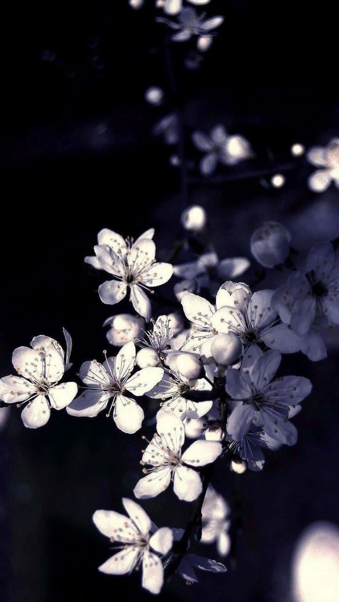 Closeup photo of a beautiful black and white flower Wallpaper